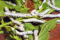 Koishimaru silkworms