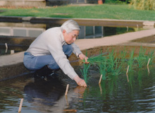 Each year in May, His Majesty Himself plants rice in the paddy in the Imperial Palace.