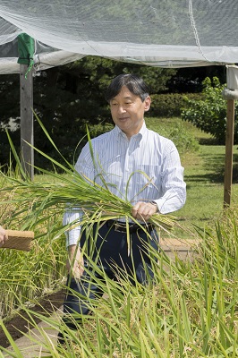 毎年９月に皇居内の水田で稲刈りをなさっています。
