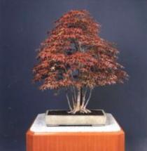 宮殿を飾る盆栽 宮内庁