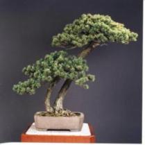 宮殿を飾る盆栽 宮内庁