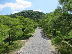 Rows of pine trees