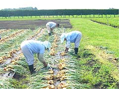 玉葱の収穫作業