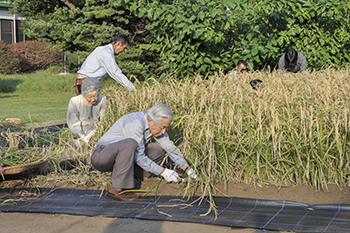 粟・陸稲お手刈り