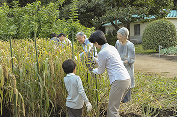 粟・陸稲お手刈り