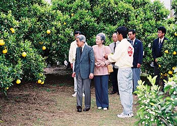 ご覧のお写真