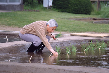 お田植えのお写真