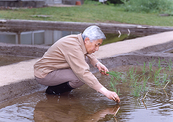 お田植えのお写真