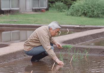 お田植えのお写真