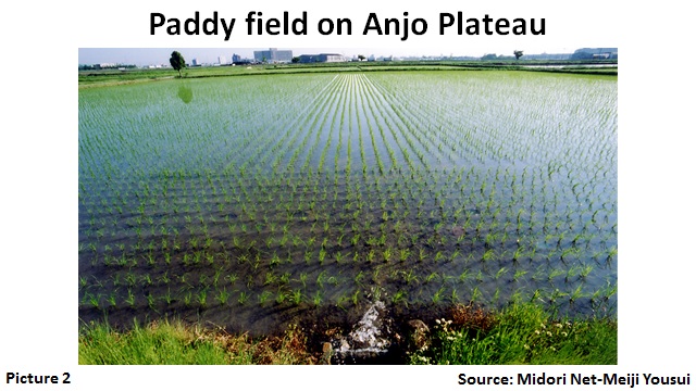 Paddy field on Anjo Plateau