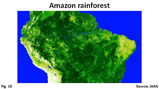 Amazon rainforest