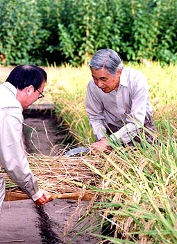 お稲刈りのお写真