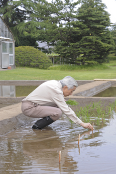 お田植えのお写真