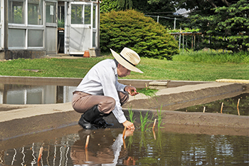 お田植えのお写真