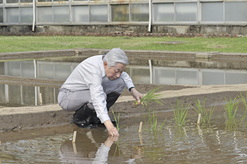 お田植えのお写真