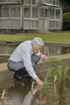 お田植えのお写真