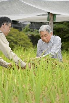 お稲刈りのお写真