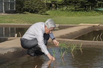 お田植えのお写真