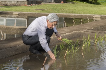 お田植えのお写真