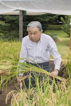 稲刈りのお写真