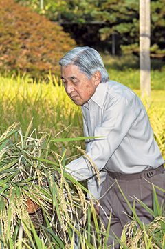 Emperor Akihito harvests rice