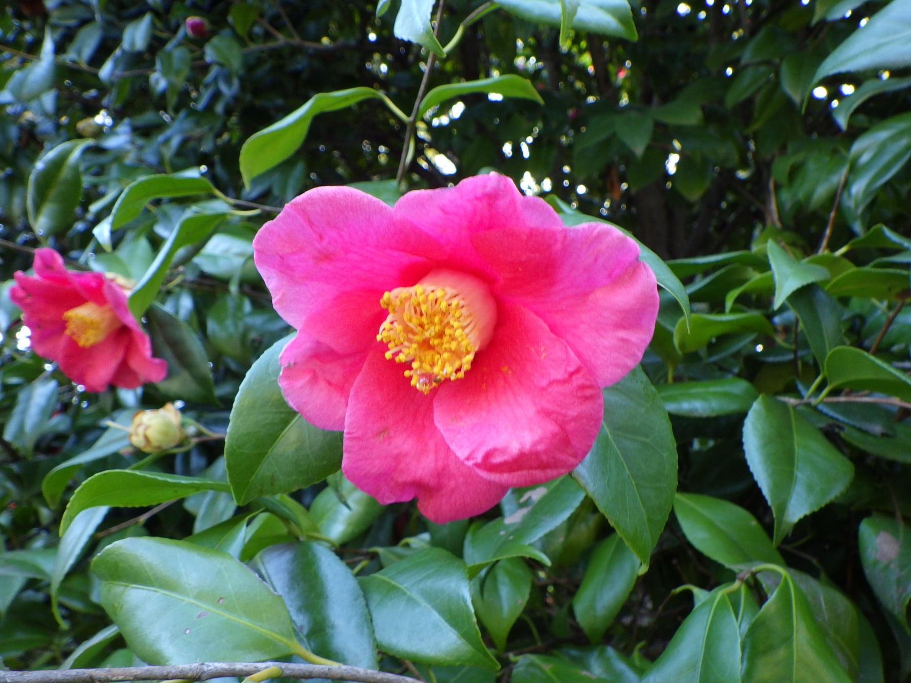 Camellia