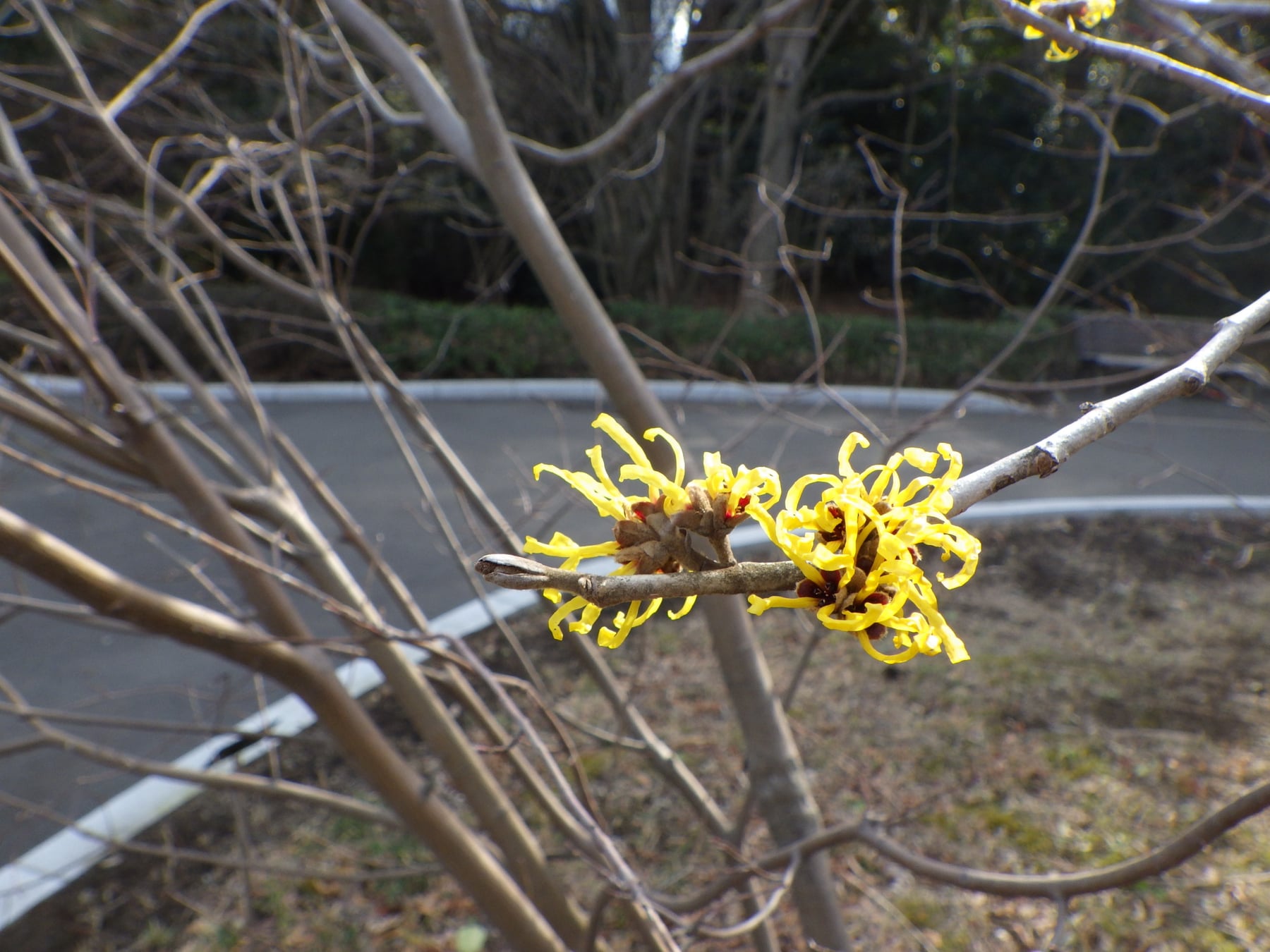 Chinese witch hazel