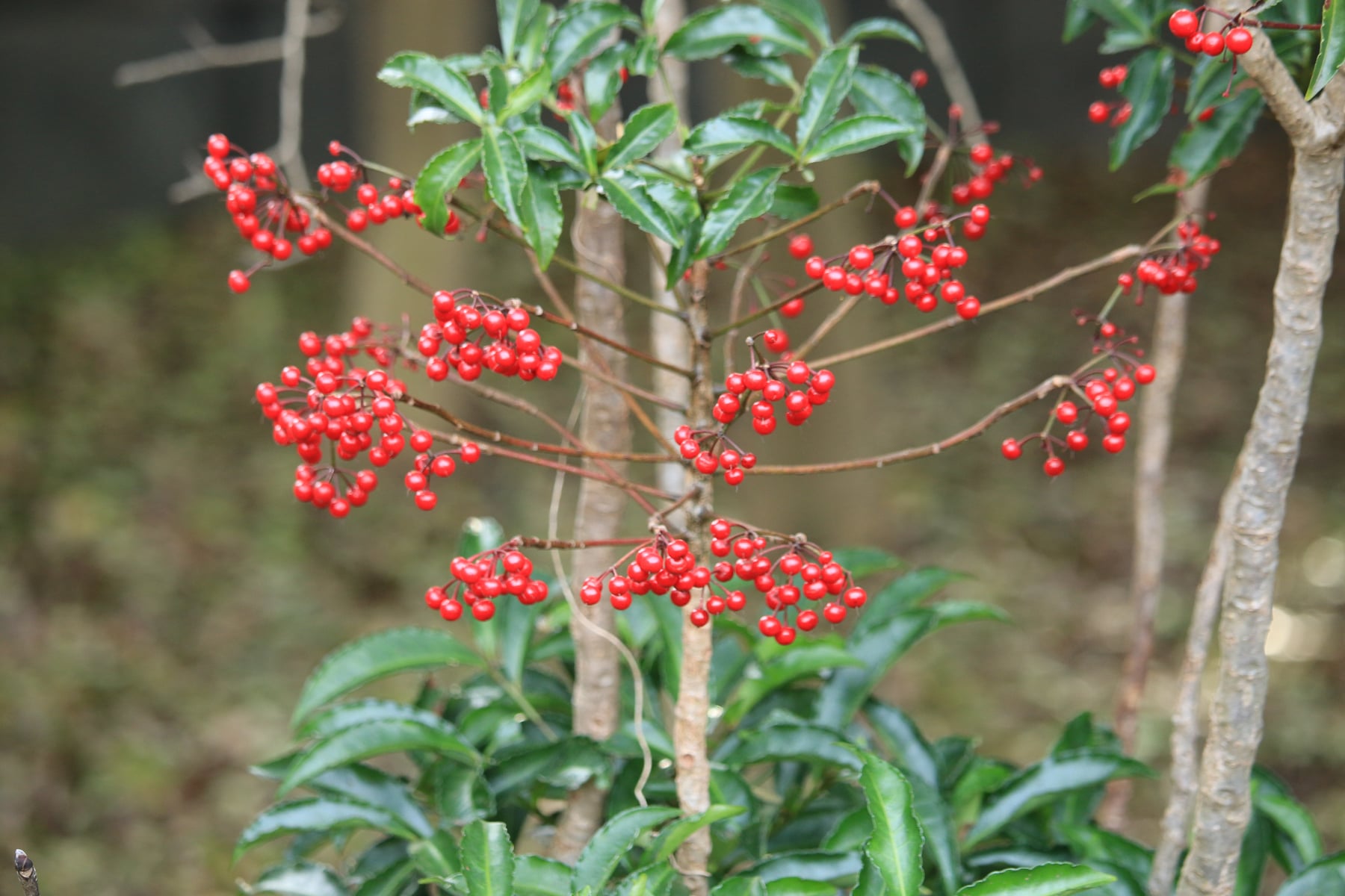 Coral ardisia (fruit)