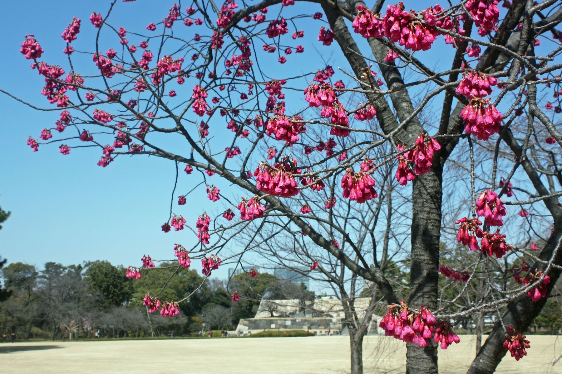 Kanhizakura cherry tree
