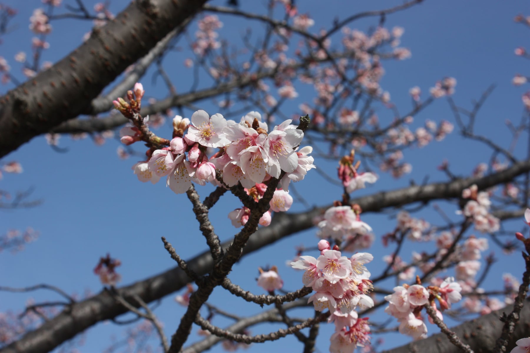 Kanzakura cherry tree