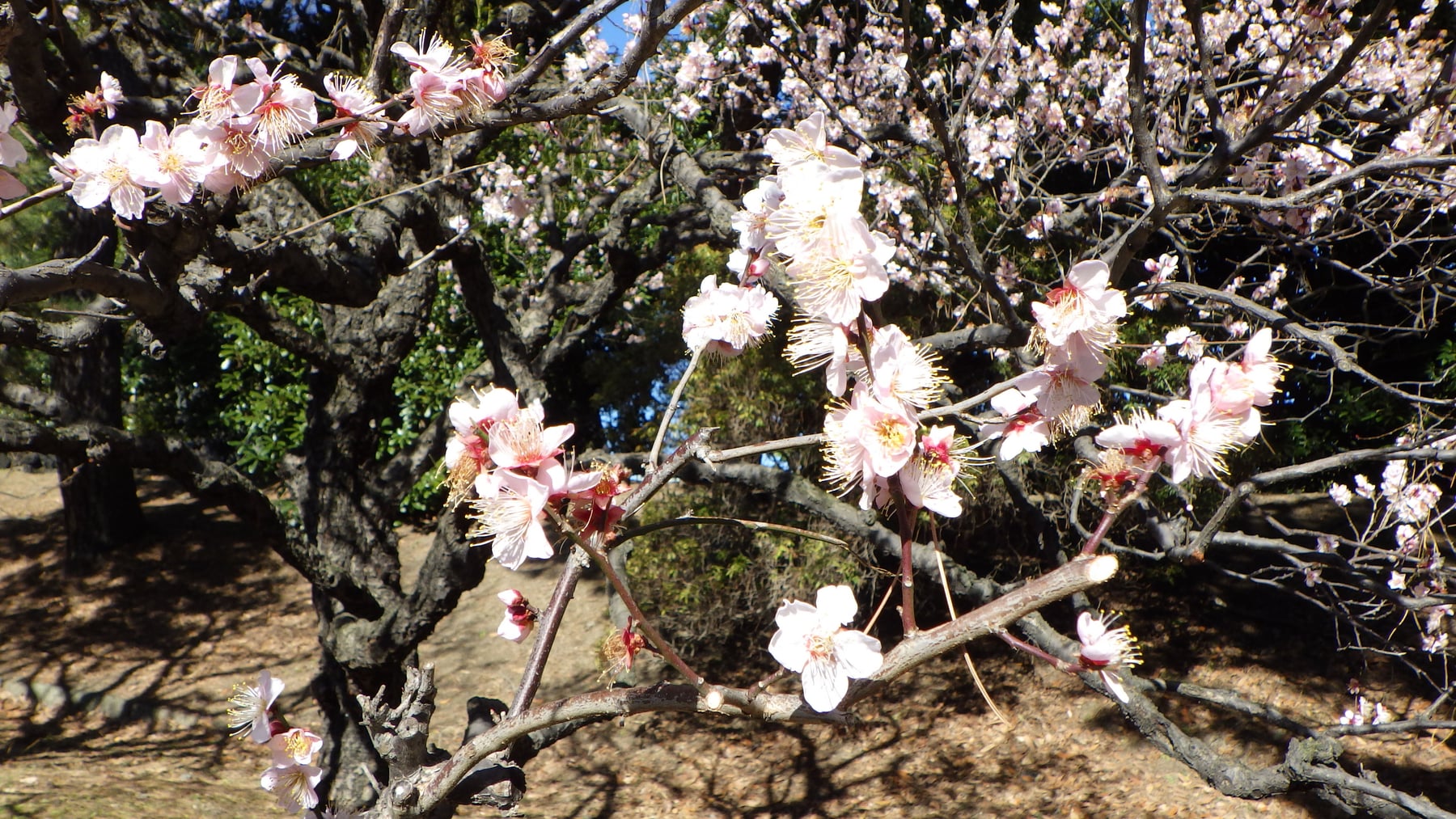 Japanese apricot ʻKoutoujiʼ