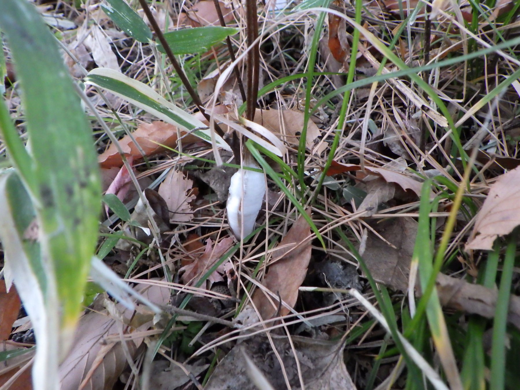 Japanese collinsonia