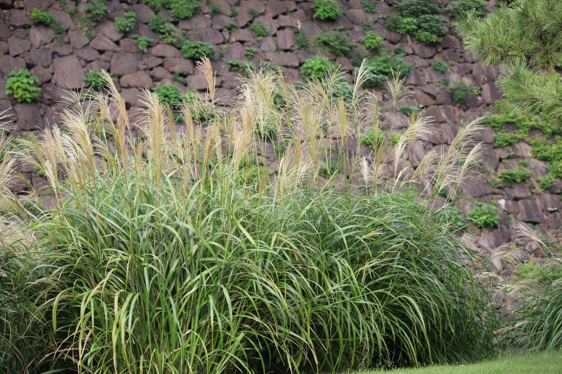 Japanese silver grass