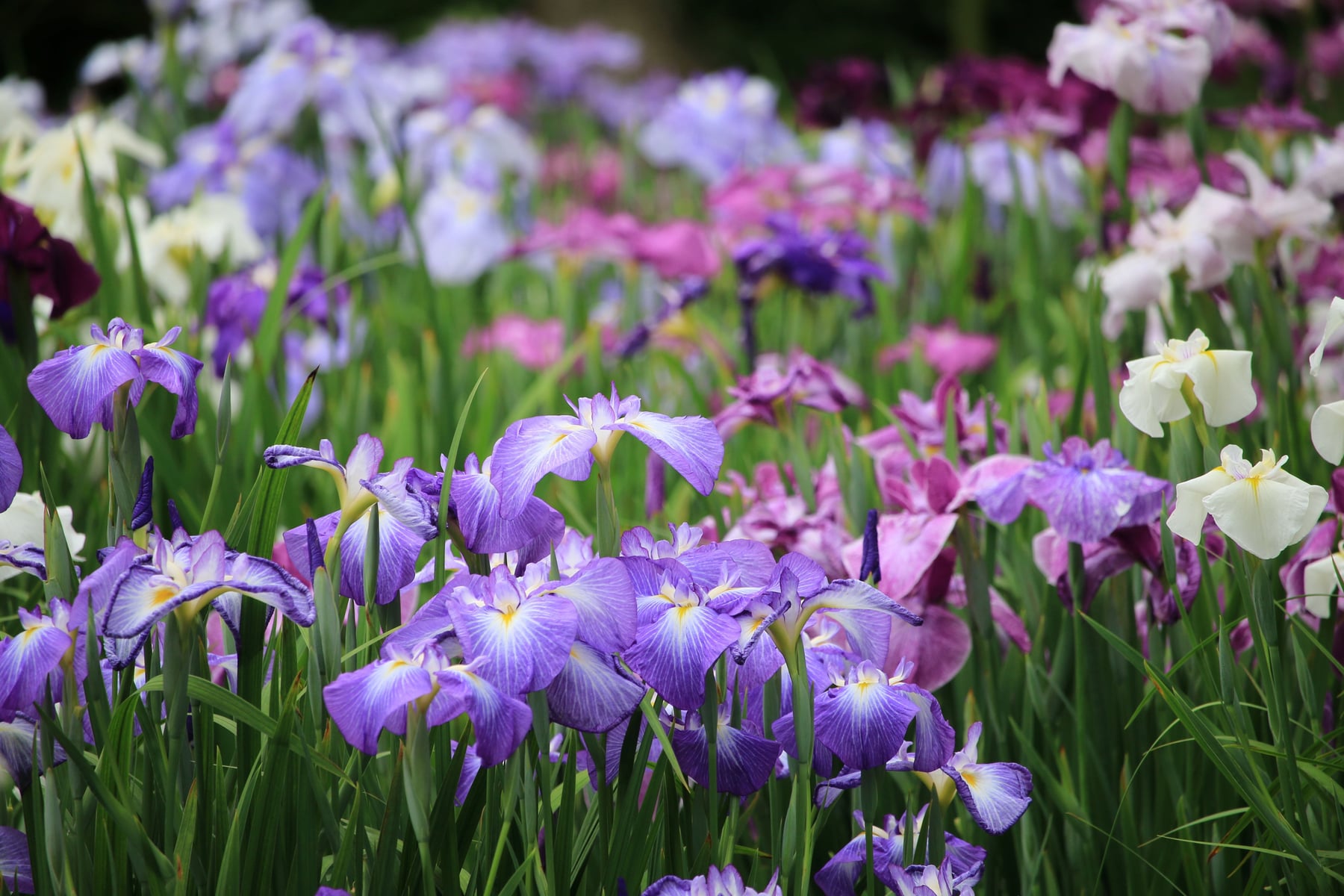 Japanese water iris
