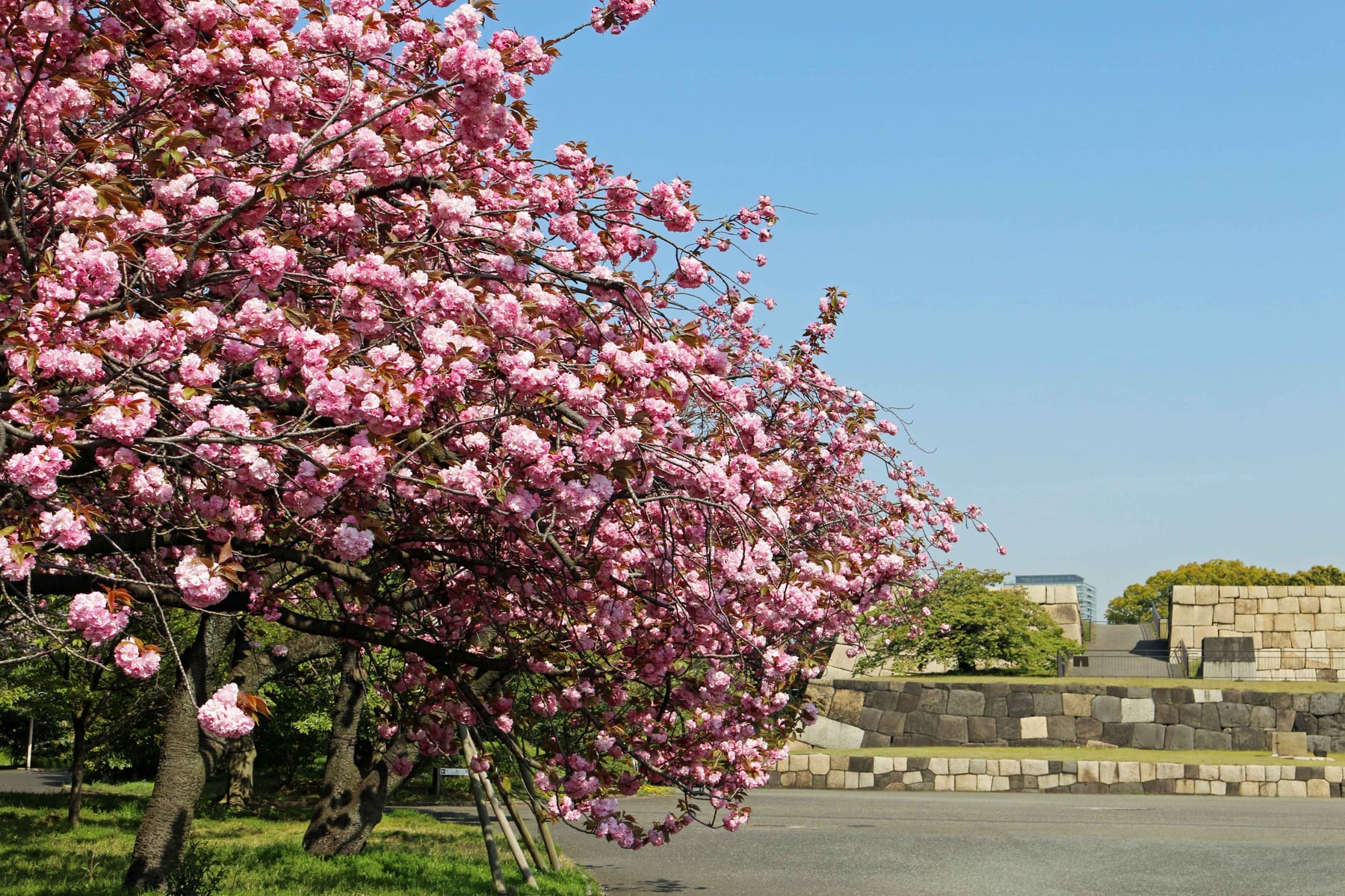 Sato-zakura cherry tree 'Sekiyama'
