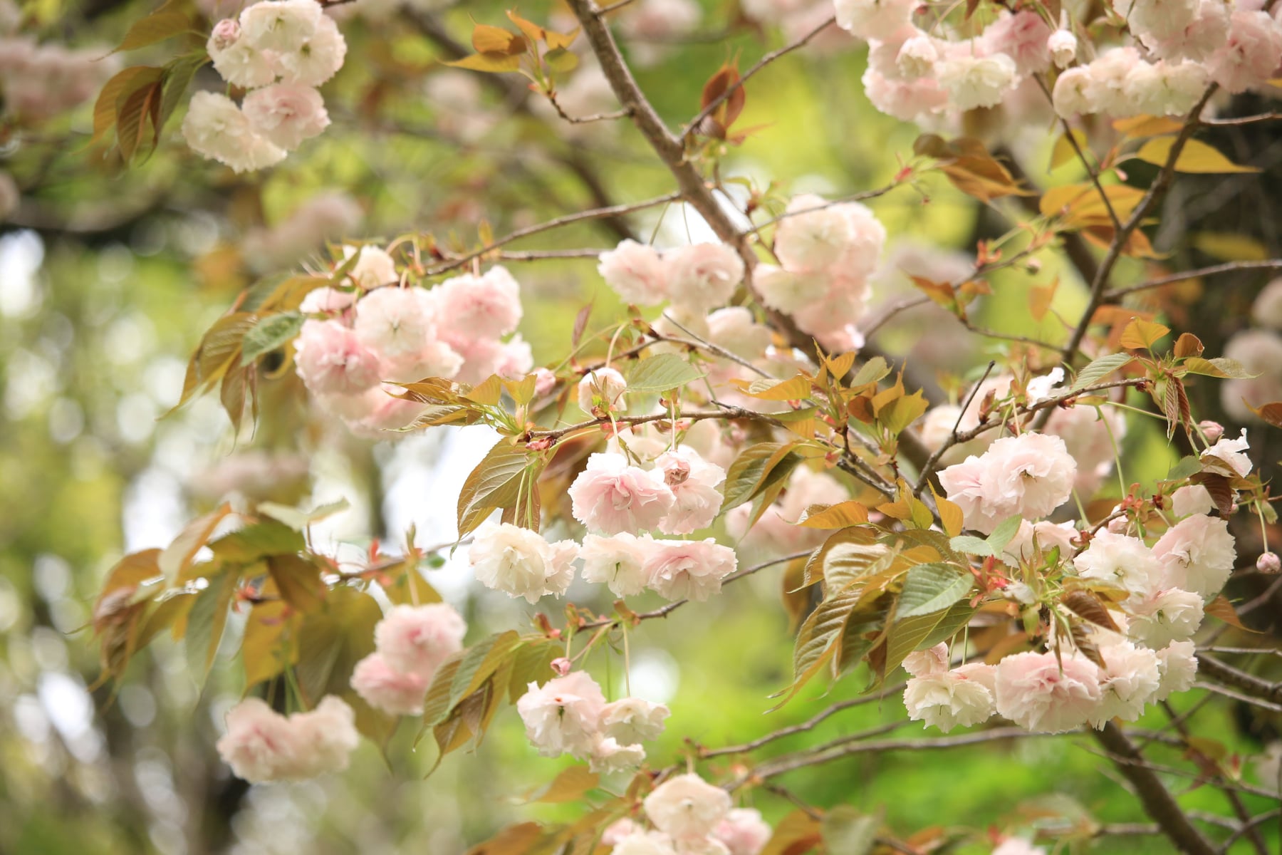 Sato-zakura cherry tree 'Fugenzo'