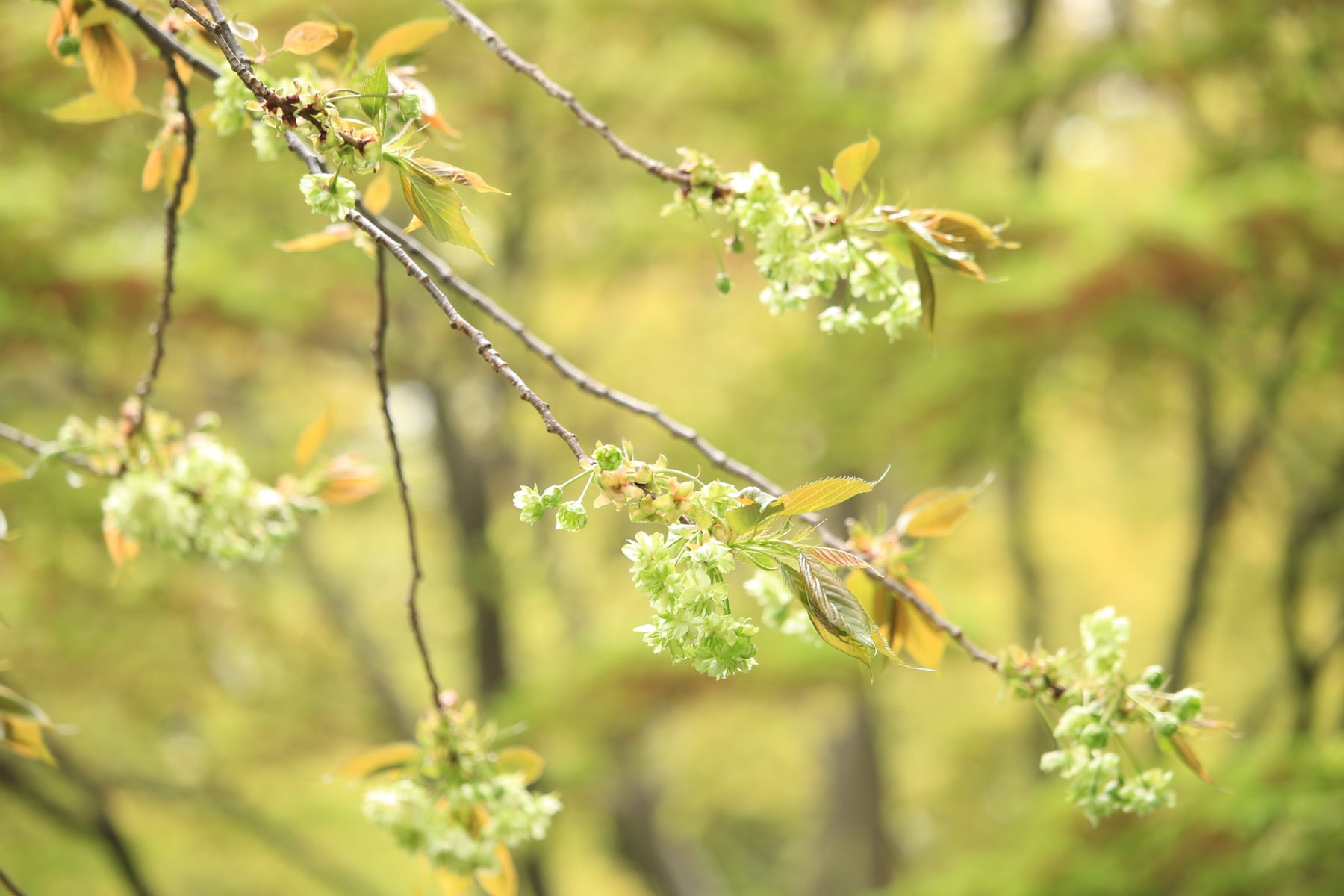 Sato-zakura cherry tree 'Gyoiko'