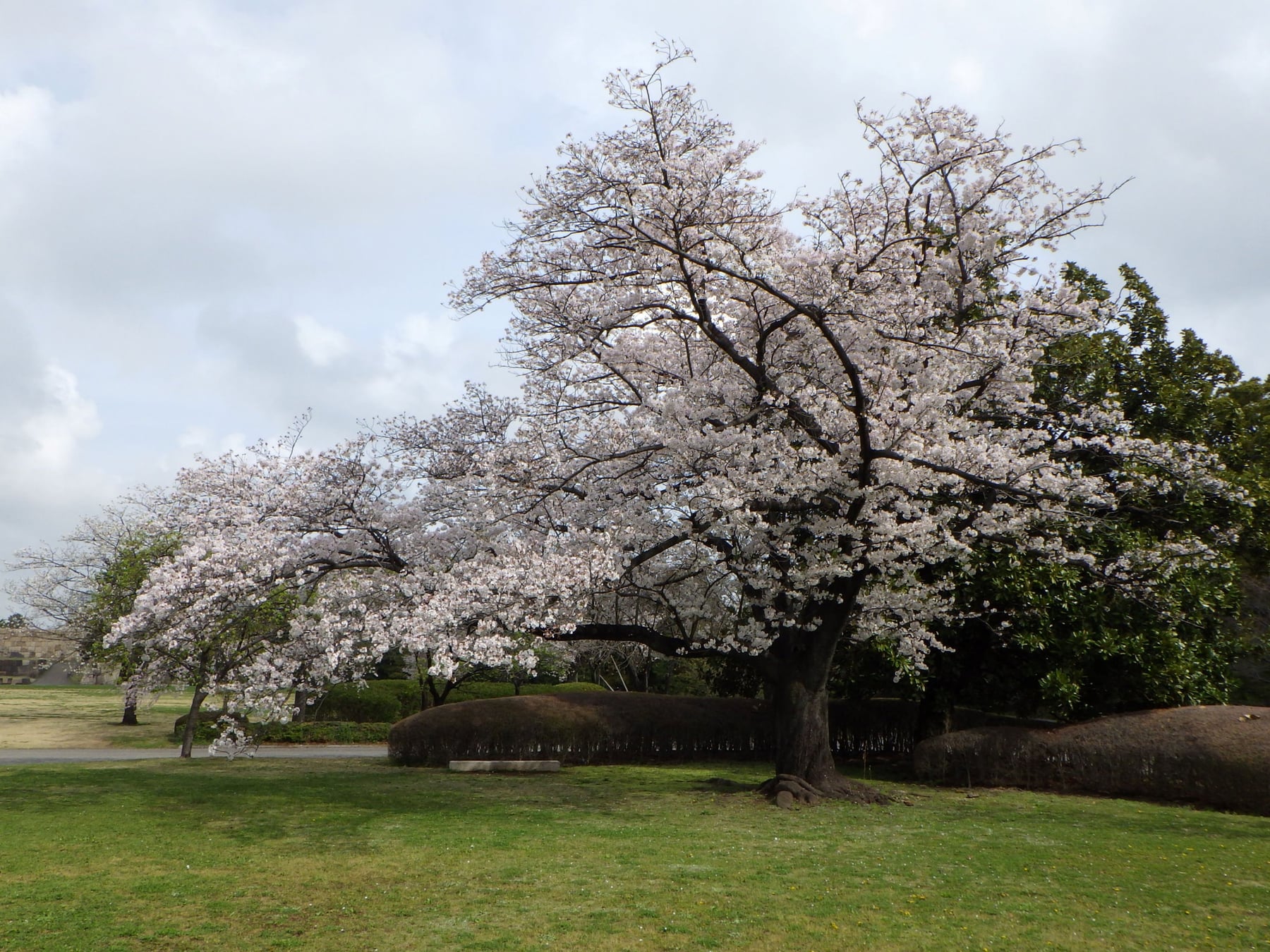 Yoshino cherry tree