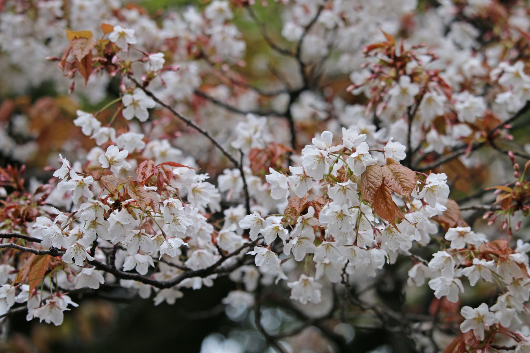 Yamazakura cherry tree