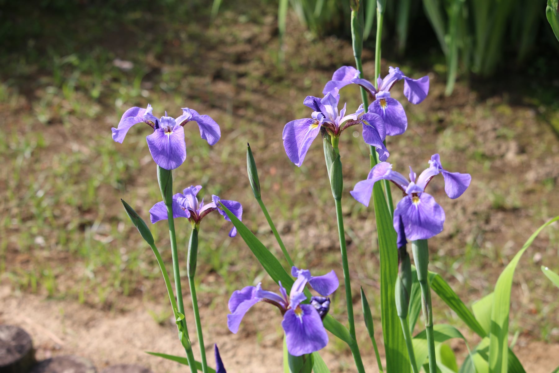 Nasu arctic iris