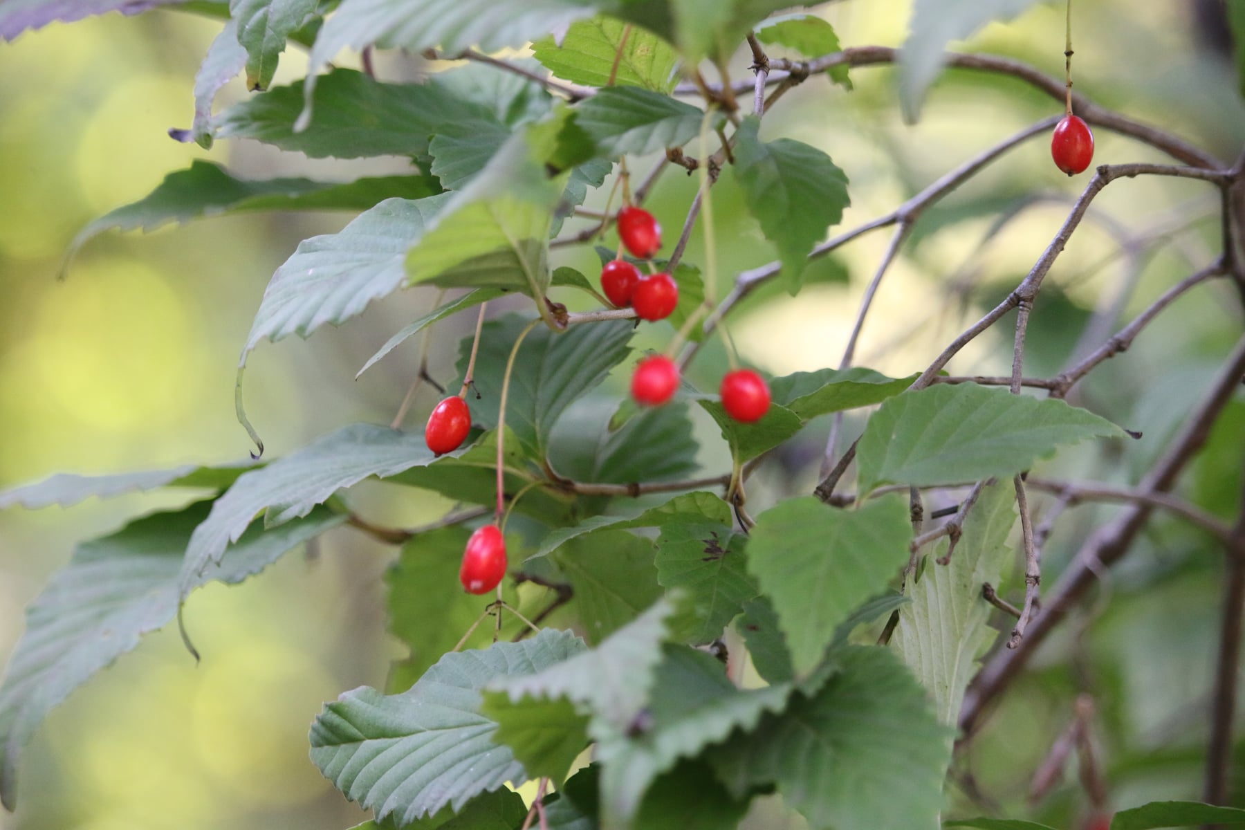 Otokoyouzome viburnum (fruit)