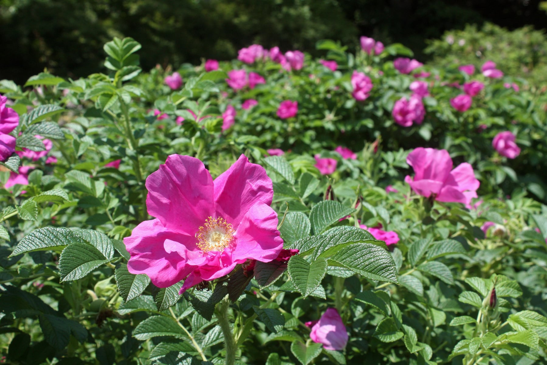 Rugosa rose