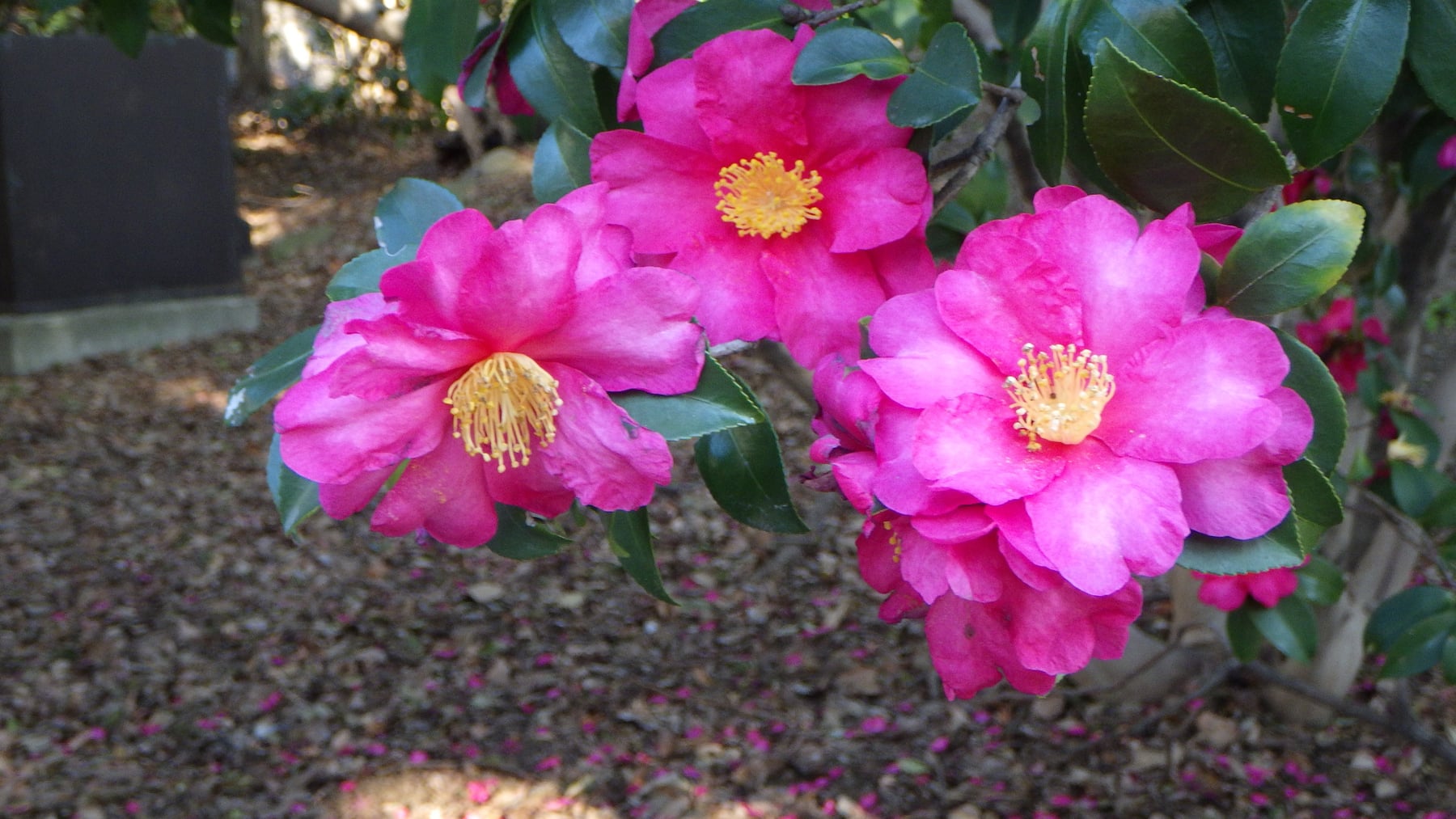 Sasanqua 'Shishigashiraʼ