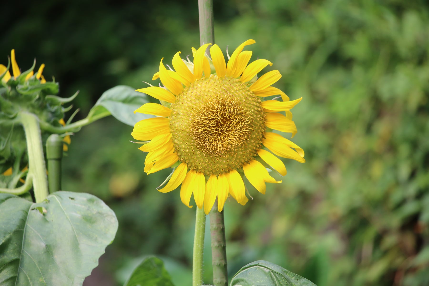 Sunflower ʻHaruka no Himawariʼ