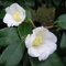 Camellia