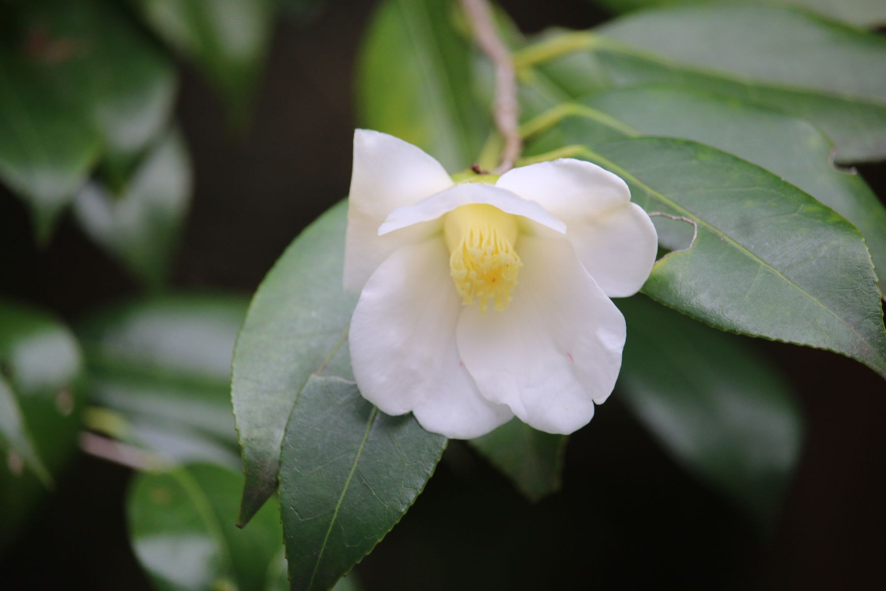 Tsubaki ʻShirowabisukeʼ