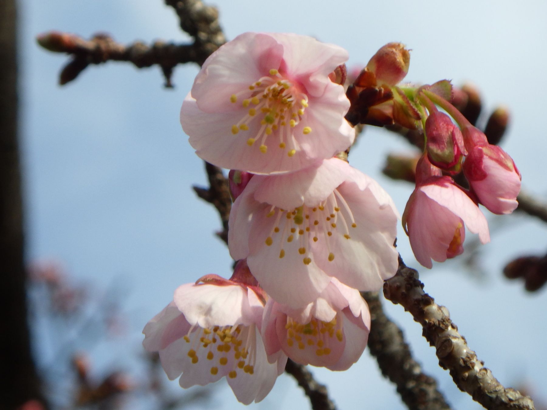 Kanzakura