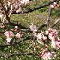 Prunus mume