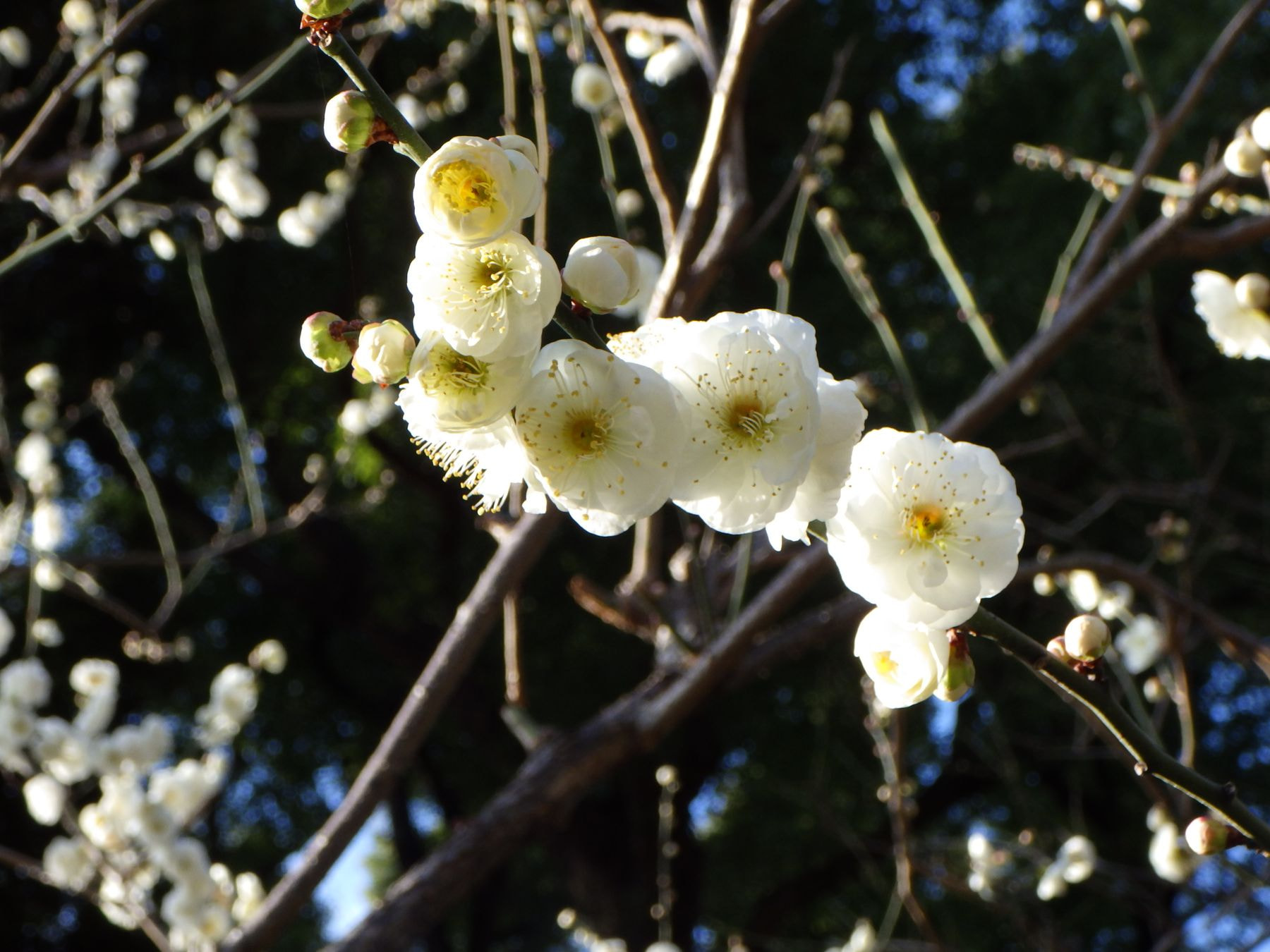 Ume ʻYaeyabaiʼ