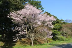 コシノヒガンザクラ(吹上御苑付近)